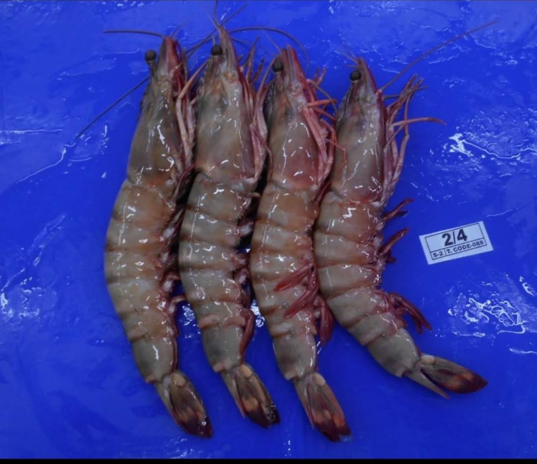 Shrimp Collection