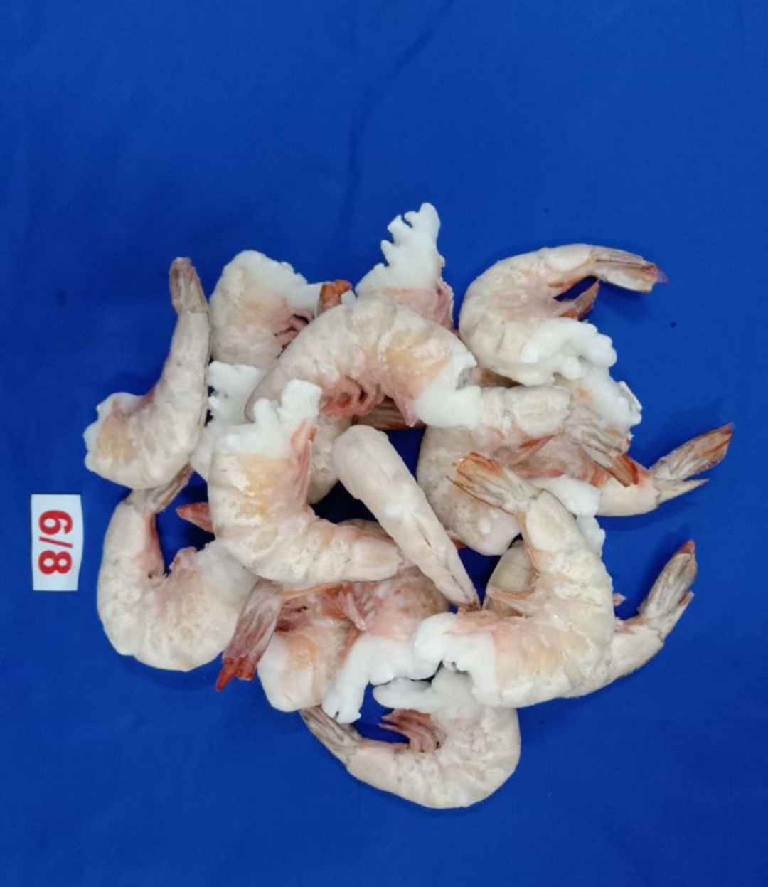 Shrimp Collection